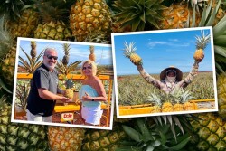 dole pineapple tour