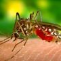 Mosquito