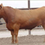 Champion Steer, Average Daily Gain in the 2020 American Gelbvieh Foundation Steer Challenge Contest