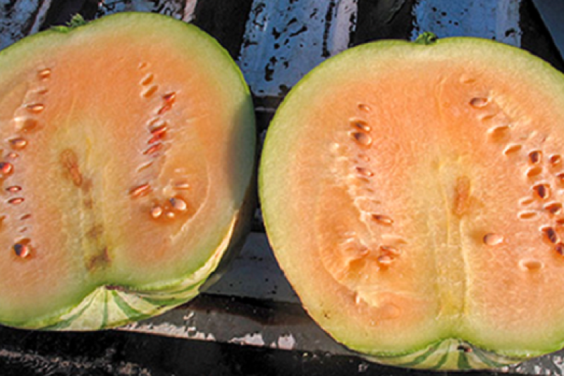  Carolina Strongback ripe fruit with seeds