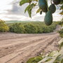 Mission Produce works with thousands of growers to supply avocados to customers around the world.