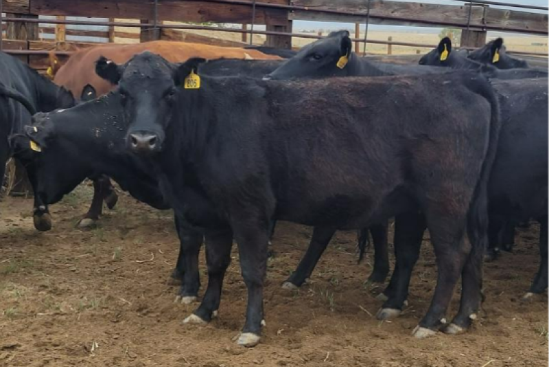 Cows in pen