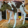 two-headed-calf-1
