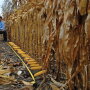 corn countdown
