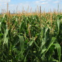 Corn field