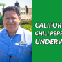 Gabriel Andrade, sales manager for Progressive Produce, says the company is beginning harvest of California chili peppers.