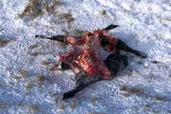 Wolf kill