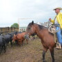 BT_Loading_Stocker_Cattle