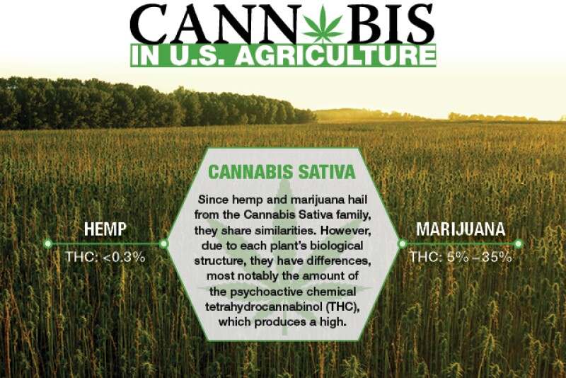 The year of hemp jubilee has arrived, roughly 80 years after Uncle Sam locked the maligned cannabis variety in the federal attic. 