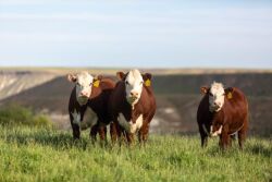 AHA Heifers