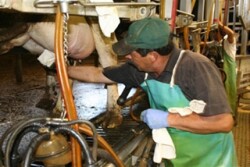 Immigrant worker at dairy 2011