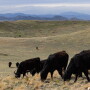 Dodge Ranch WY