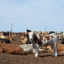 BT_Feedlot_Cattle