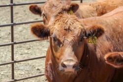 July cattle feedlot placements were 11% higher