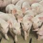 Pigs-in-pins-840.jpg