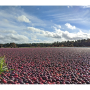 cranberries