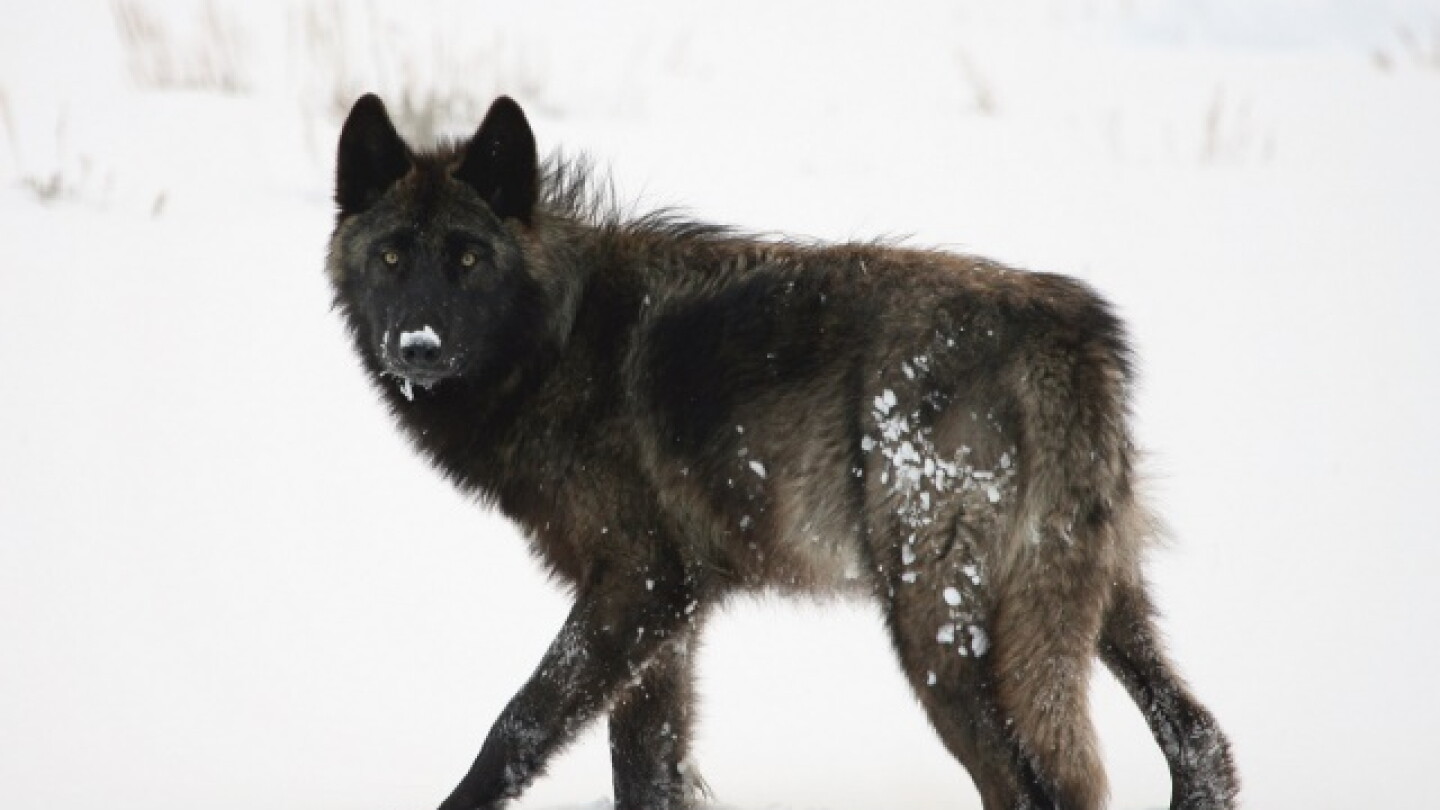 Report Examines Alternatives for Controlling Problem Wolves - AgWeb