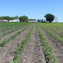 This strip trial contrasts SO4 (sulfur) on the left vs no sulfur on the right. 