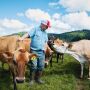 farmer and Jersey cows
