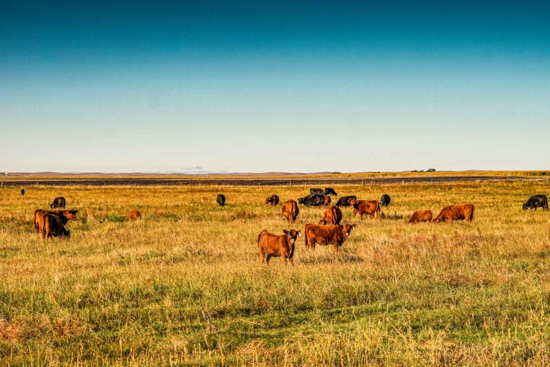 Technology may soon be used for grazing decisions
