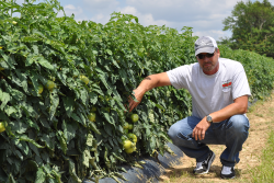 Wendell Moffatt, partner and tomato grower, Triple M Farms