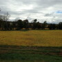 fall_soybeans