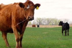 Cows standing in a field.