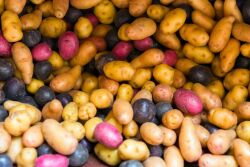  potatoes