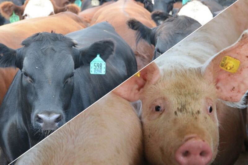Pro Farmer's Livestock Analysis