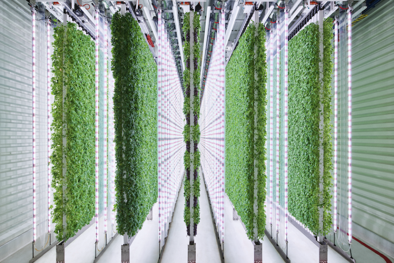 indoor vertical farm salad greens