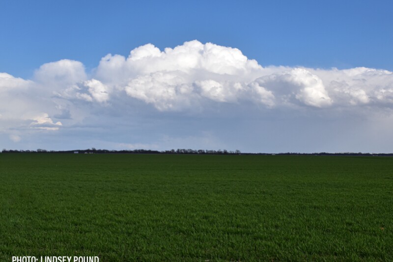 Weather-storm clouds building over young wheat field-Lindsey Pound