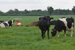 DT_Grazing_Dairy