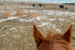 Cow-calf pairs