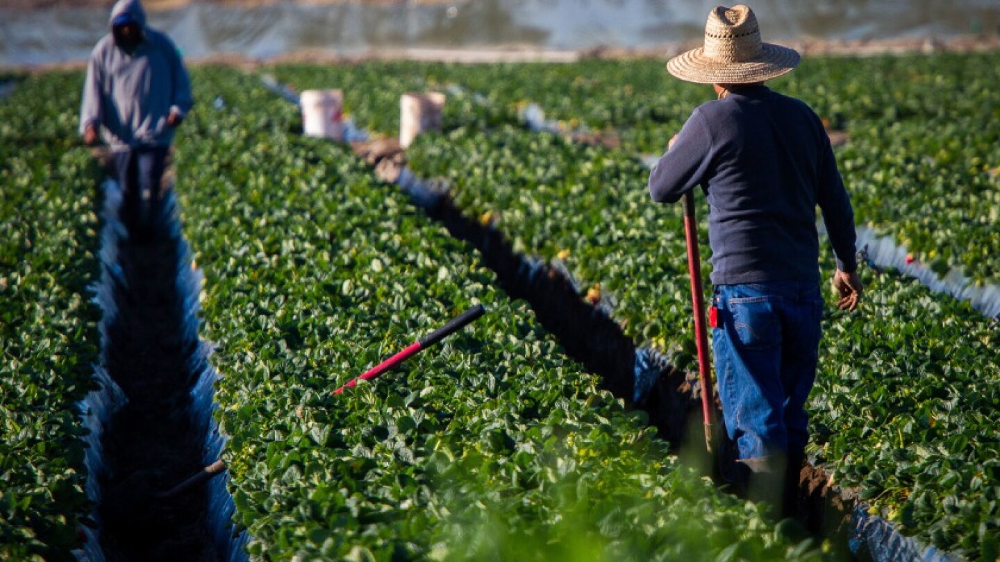 Packer Labour New Organization Seeks to Unify Farm Labor Contractors - The Packer