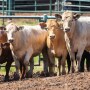 Feeder cattle