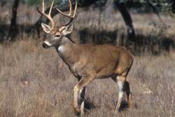 In Wisconsin, Chronic Wasting Disease s concentrated among white-tailed deer in southwestern and southeastern counties.

