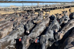 Angus X Holstein crosses at Heiden Land & Cattle Co, Buckeye, AZ.