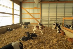 Autofeeder calves_Melissa Cantor