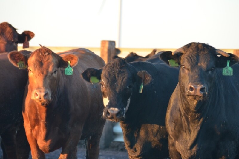BT_Feeder_Cattle