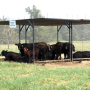 cattle_shade