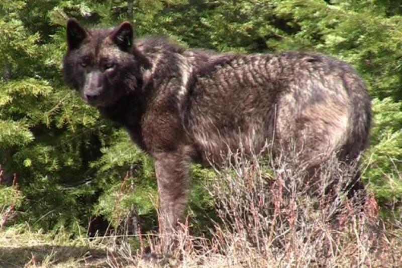 The last of the OPT wolves have been killed.