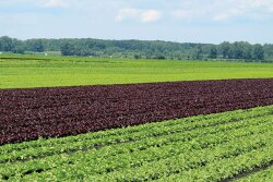 Ben Wiers, CEO of Wiers Farm Inc., says rain and a frost caused delays in the company’s plantings initially, but it had caught up by late May.