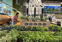 Market Crush: Central Market