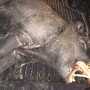 Wild pig