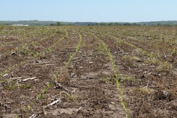 For 2019, the national average for cash rents on cropland is $140 per acre, which is up $2 from 2018’s national average of $138. 