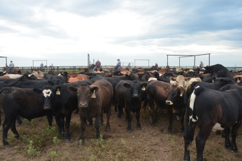 Get a behind the scenes view of shipping cattle from the Youngmeyer pens in the southern Flint Hills of Kansas (Note: scroll down below for video).