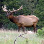 Elk-National_Park_Service