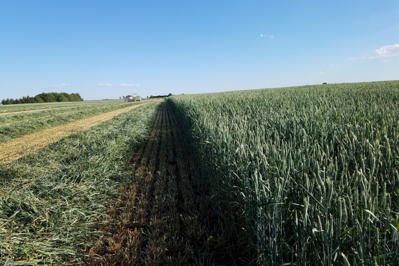 Cutting silage