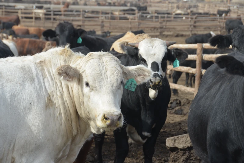 Cattle in a pasture