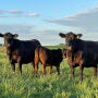 Angus cows